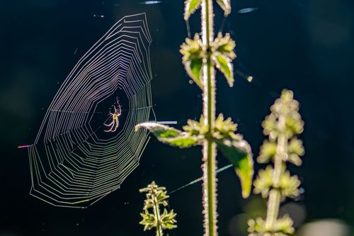 Im Abendlicht angestrahlte Spinne in ihrem Netz bei Nieder-Wiesen