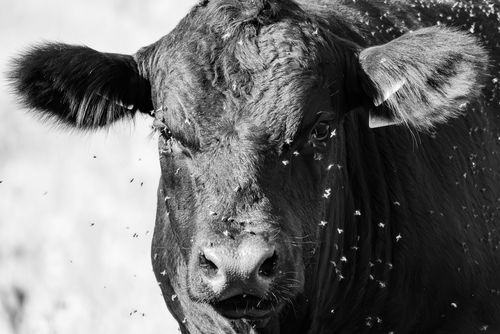 Black Angus Rinder verhindern die Verbuschung des Landschaftsschutzgebiets Hohenberg im Selztal bei Sörgenloch