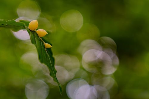 Vom Buchenblatt ausgebildete Gallen um die Larven der Buchengallmücke