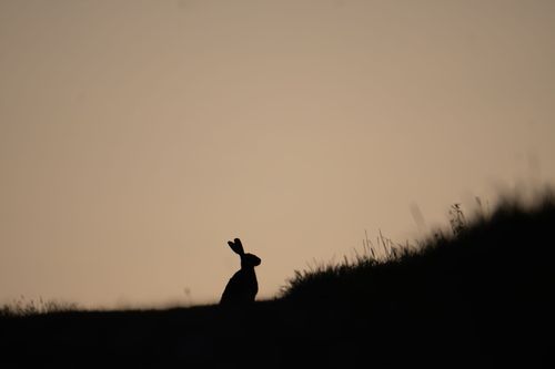 Feldhase nach Sonnenuntergang bei Vendersheim