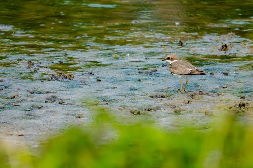 Flussregenpfeifer im Hahnheimer Bruch