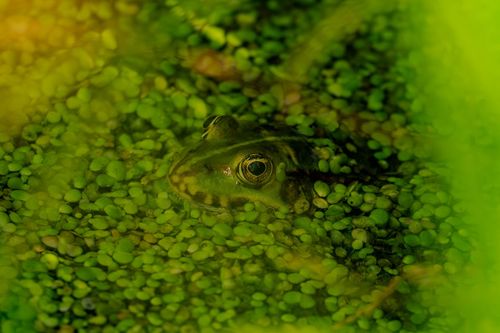 Frosch im Landschaftsschutzgebiet an der Lausau bei Sörgenloch