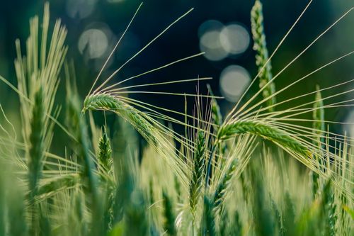 Gerstenfeld auf dem Horn bei Zotzenheim
