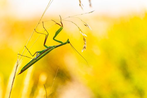 Gottesanbeterin in der Heidelandschaft auf dem Horn bei Siefersheim