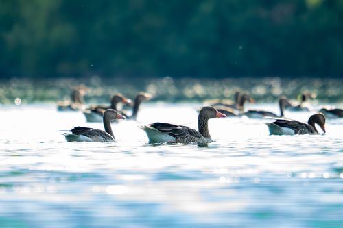 Graugänse im Abendlicht auf dem Althreinsee bei Eich