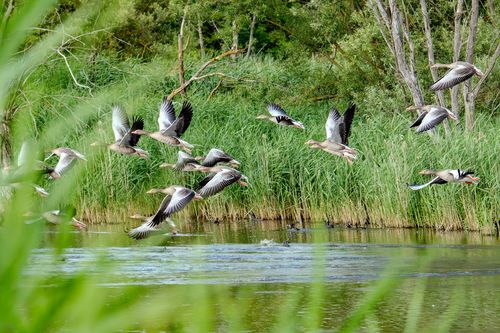 Graugänse im Hahnheimer Bruch
