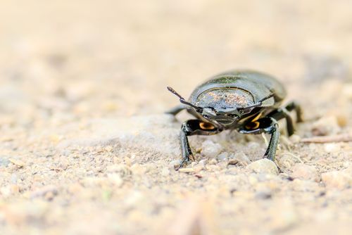 Käfer auf dem Rundweg um den Silbersee bei Bobenheim-Roxheim