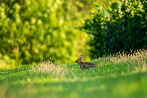 Kaninchen auf einem Feldweg durch die Weinberge bei Dittelsheim-Heßloch