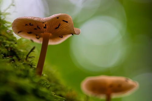 Lamellenpilz auf einem vermoostem Baumstamm bei Oberwiesen