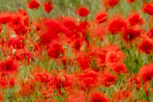 Langzeitbelichtung eines Mohnblumenfelds bei Eckelsheim