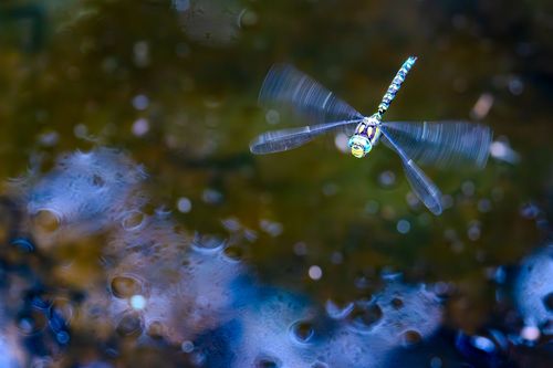 Blaugrüne Mosaikjungfer über einem Tümpel im Wald bei Orbis