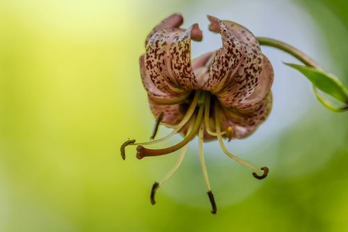 Wildlilie im Laubwald bei Oberwiesen