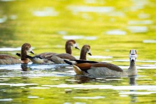 Nilgänse auf dem Rhein bei Hamm
