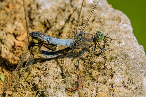 Paarung der Großen Blaupfeile im Laubenheimer-Bodenheimer Ried