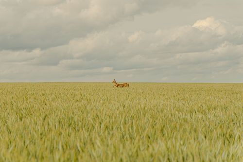 Reh in den Feldern bei Vendersheim