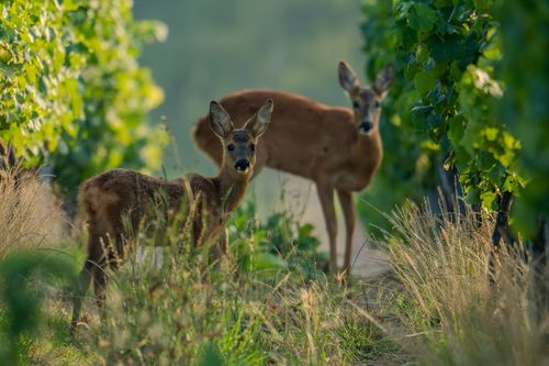 Rehe zwischen den Weinreben bei Wolfsheim