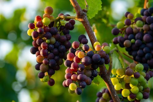 Unterschiedliche Reifestadien der Trauben an einem Rebstock bei Wolfsheim