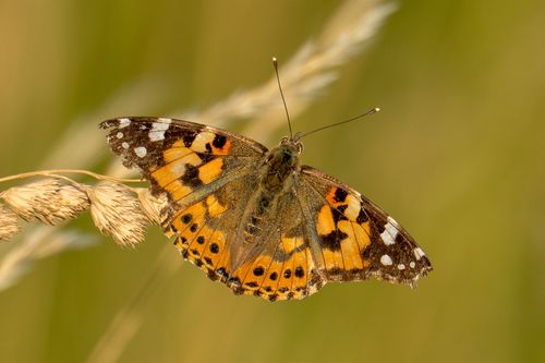 Distelfalter in einer Wildblumenwiese auf dem Horn bei Zotzenheim