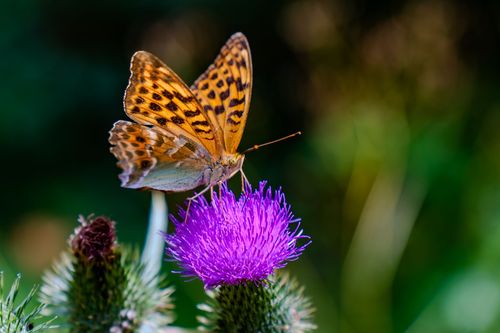 Kaisermantel auf einer Distel am Waldrand von Orbis