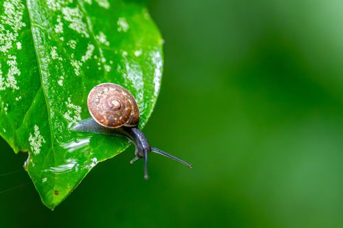 Schnecke im Regen im Laubenheimer-Bodenheimer Ried