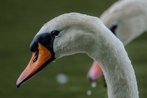Schwäne an der Nahemündung in den Rhein bei Bingen