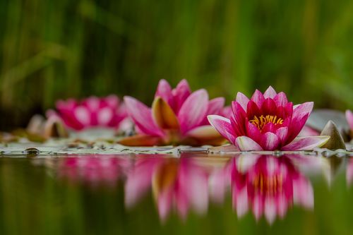 Seerosen am Coface-Gebäude in Mainz