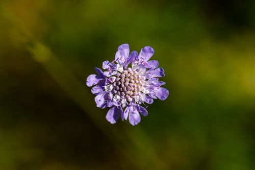 Blühende Skabiose im Mainzer Sand