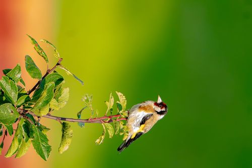 Stieglitz in einer Streuobstwiese bei Jugenheim
