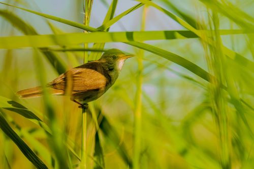 Teichrohrsänger im Hahnheimer Bruch