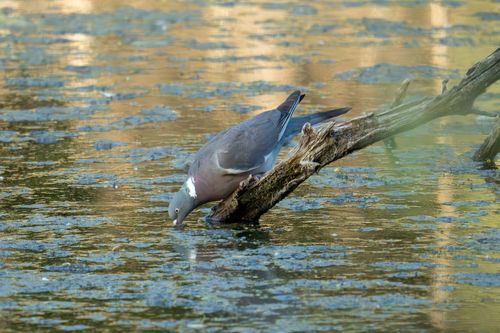 Trinkende Ringeltaube am Silbersee bei Bobenheim-Roxheim