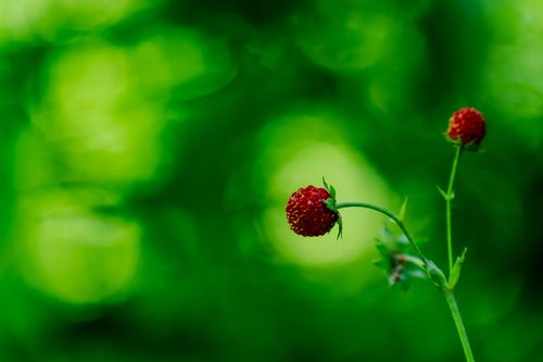 Walderbeeren bei Nieder-Wiesen