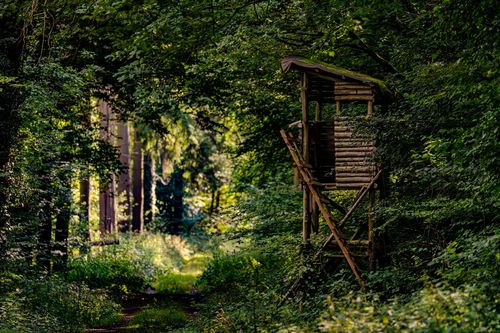 Waldweg im Abendlicht bei Nieder-Wiesen