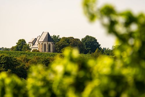 Blick durch die Weinberge auf die Bergkirche von Udenheim
