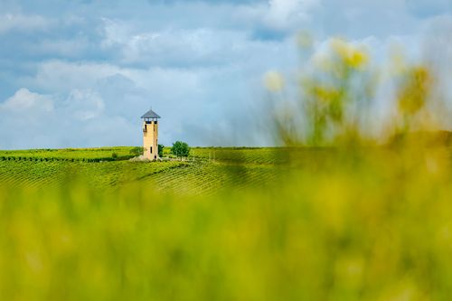 Blick aus der Weinlage Sonnenberg auf den Weinbergsturm von Vendersheim