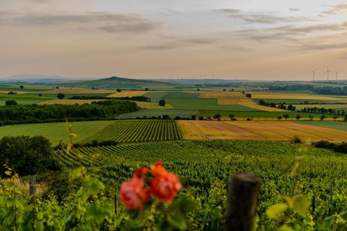 Ausblick aus der Weinlage Weinolsheimer Kehr zum Petersberg
