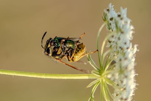 Wespe in einer Wildblumenwiese bei Wolfsheim nach der erfolgreichen Jagd auf eine Fliege