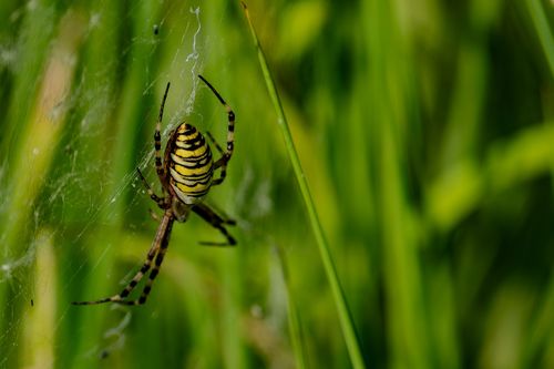 Wespenspinne im Landschaftsschutzgebiet an der Lausau bei Sörgenloch