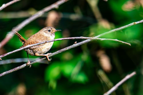Zaunkönig im Wald bei Offenheim