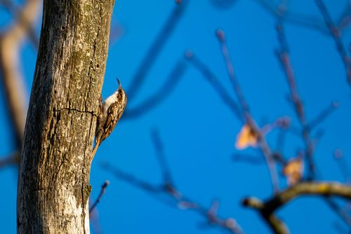 Baumläufer im Wald bei Lonsheim