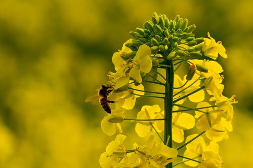 Biene beim Sammeln von Nektar im blühenden Raps bei Ober-Olm