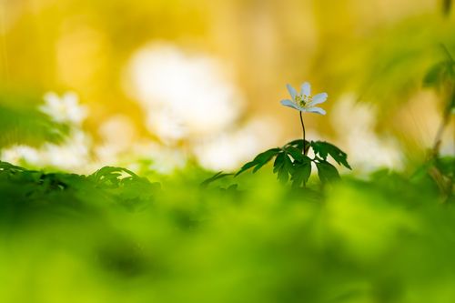 Buschwindröschen im Vorholz bei Alzey