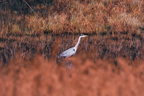 Graureiher im Naturschutzgebiet Kühkopf-Knoblochsaue