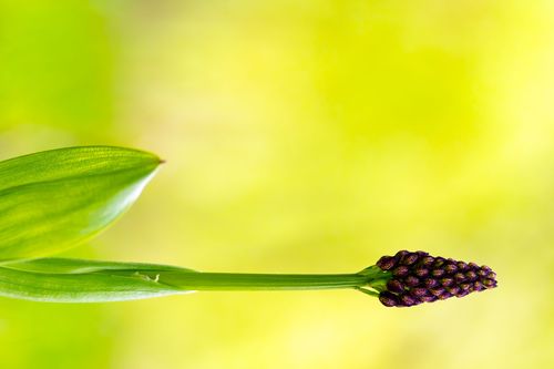 Großes Knabenkraut auf einer Waldwiese bei Jugenheim