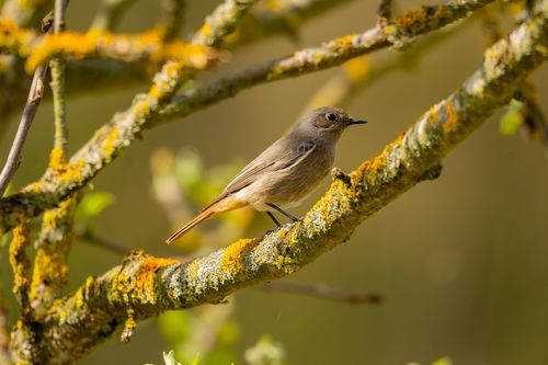 Hausrotschwanz in einer Streuobstwiese bei Jugenheim