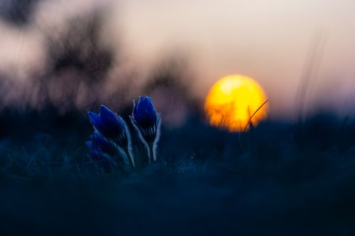 Küchenschellen in der Abendsonne im Landschaftsschutzgebiet Höll-Martinsberg bei Siefersheim