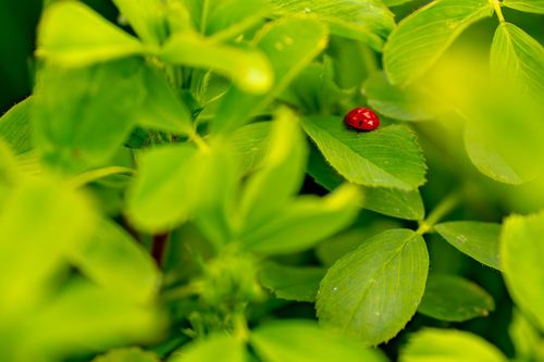 Marienkäfer an einem Feldweg bei Jugenheim