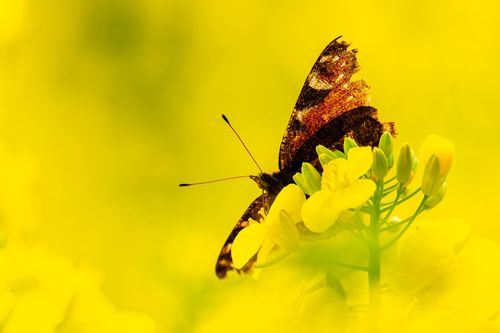 Pfauenauge im blühenden Raps bei Ober-Olm