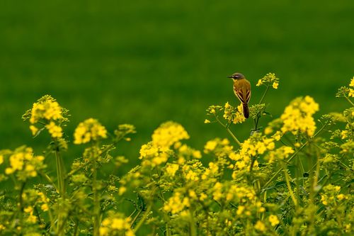Schafstelze in den Rapsfeldern bei Ober-Olm