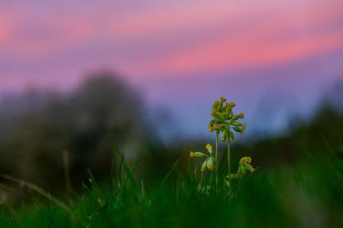 Schlüsselblume auf einer Waldwiese bei Jugenheim