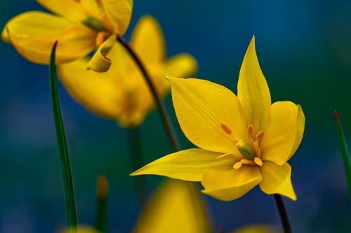 Blüte der Wildtulpen auf dem Lieberg bei Gau-Odernheim